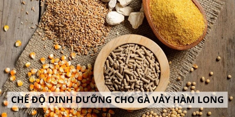 Vảy Hàm Long - 3 Lý Do Nên Chọn Gà Hàm Long Khi Đấu Kê Chế độ dinh dưỡng dành cho gà hàm long