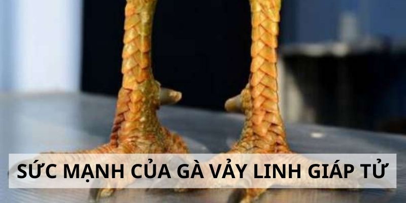Vảy Linh Giáp Tử - 3 Tiêu Chí Đánh Giá Sức Mạnh Gà Chiến Đánh giá sức mạnh của gà vảy linh giáp tử