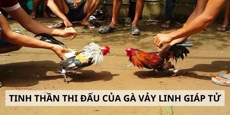 Vảy Linh Giáp Tử - 3 Tiêu Chí Đánh Giá Sức Mạnh Gà Chiến Tinh thần chiến đấu của chiến kê có vảy hiếm