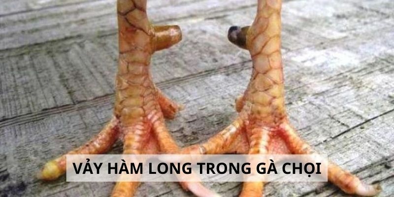 Vảy Hàm Long - 3 Lý Do Nên Chọn Gà Hàm Long Khi Đấu Kê Vảy Hàm Long - 3 Lý Do Nên Chọn Gà Hàm Long Khi Đấu Kê
