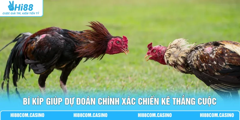 Đá Gà Sabong - Hướng Dẫn Cá Cược, Luật Chơi Mới Hiện Nay Bí kíp giúp dự đoán chính xác chiến kê thắng cuộc