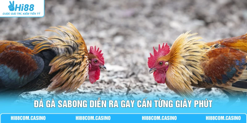 Đá Gà Sabong - Hướng Dẫn Cá Cược, Luật Chơi Mới Hiện Nay Đá gà Sabong diễn ra gay cấn từng giây phút