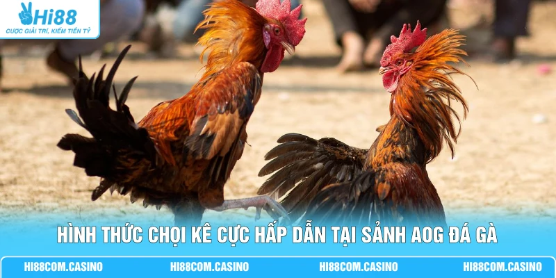 Hình thức chọi kê cực hấp dẫn tại sảnh AOG đá gà 